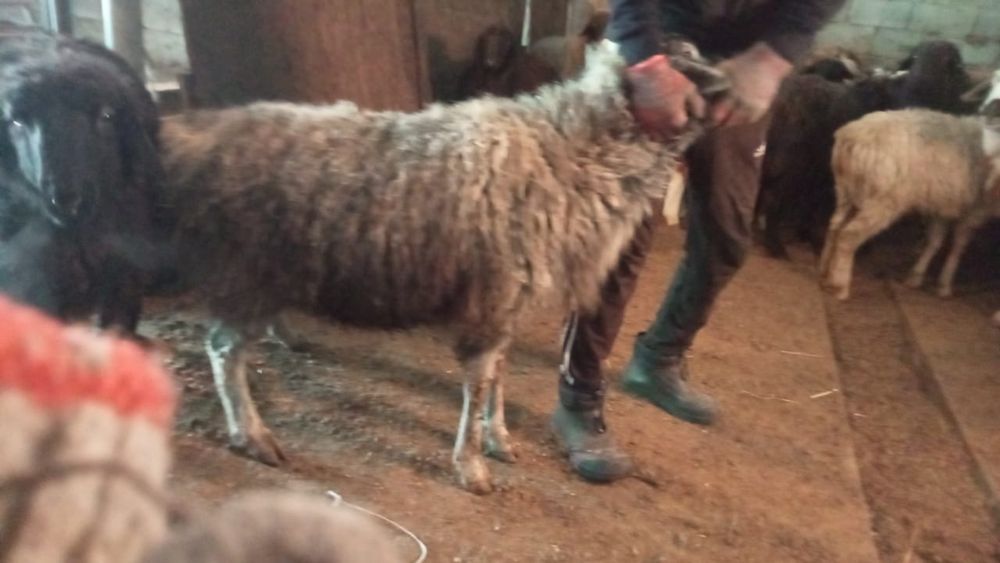 Қой сатамын. Продам баран.