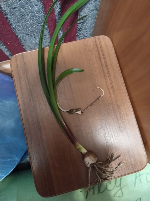 Отдам гипеаструм