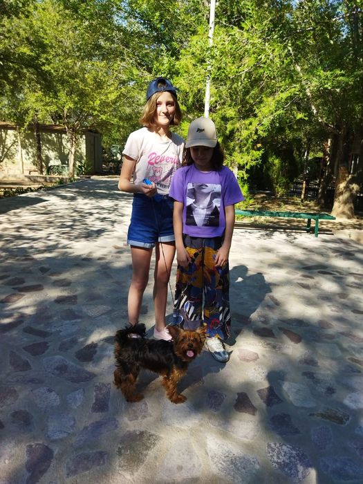 Вязка йоркширский терьер мальчик