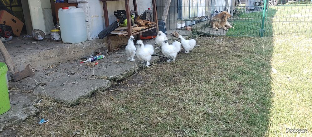 Pui de Găina  Mătase Japoneză