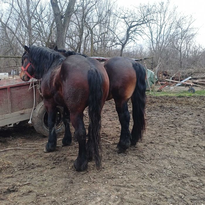 Vand armasarii 3 anii