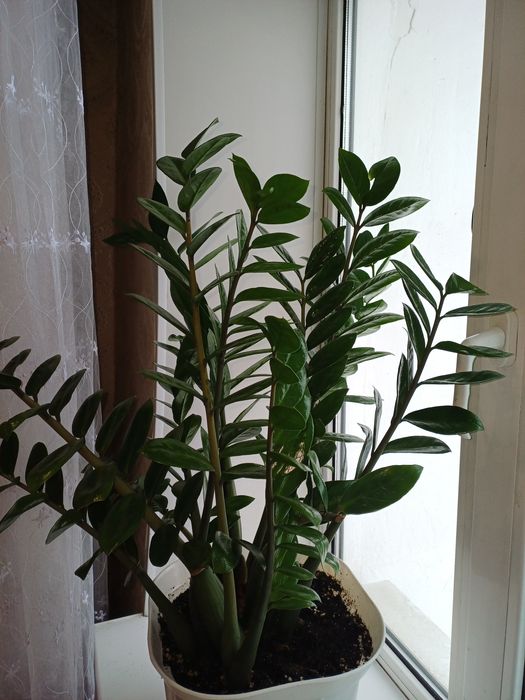 Продам долларовое дерево