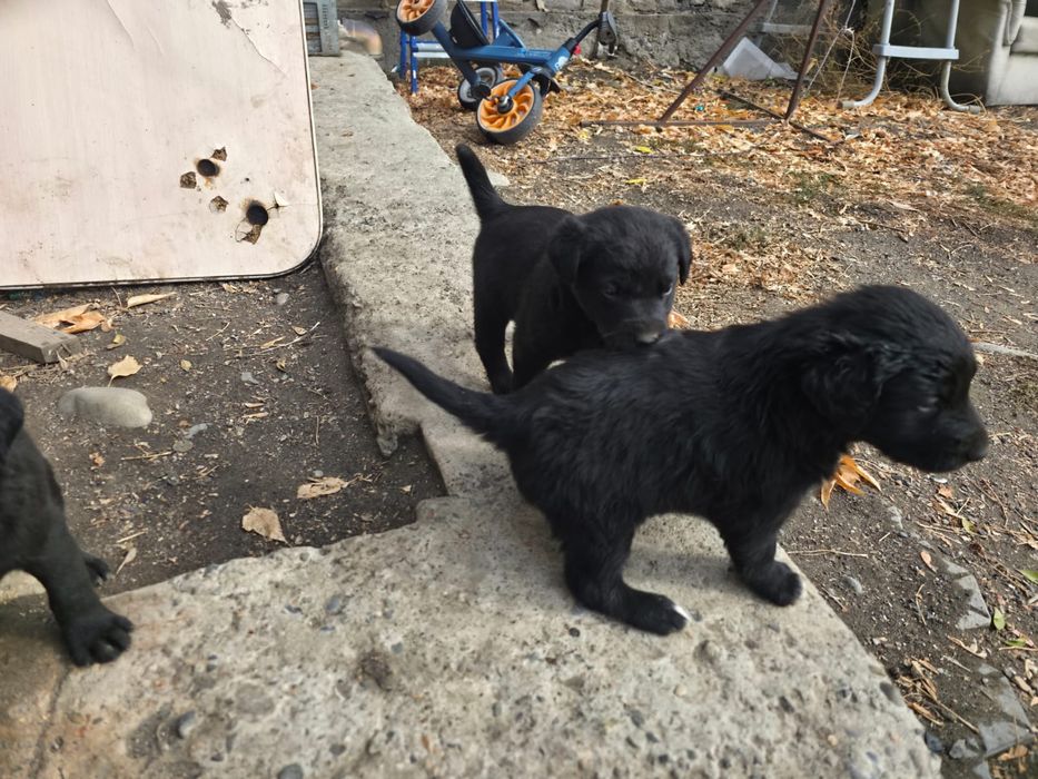 Отдам щенков кушают все