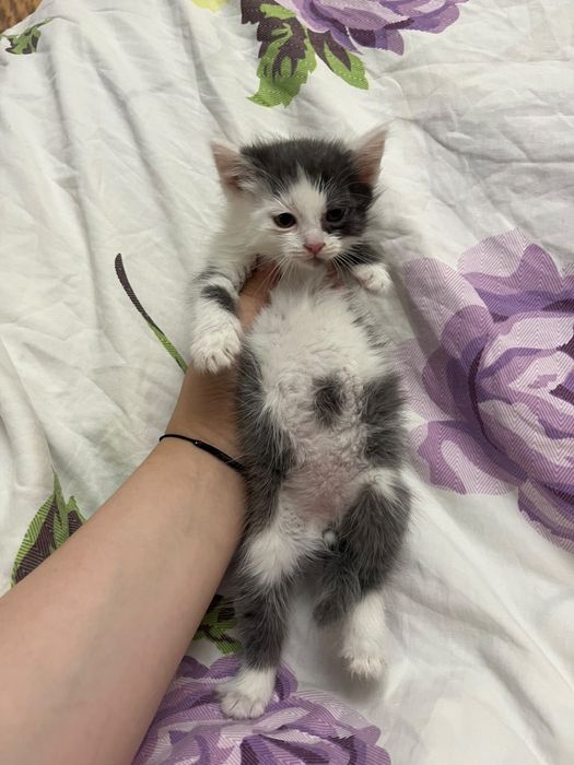 Маленькие, игривые котята
