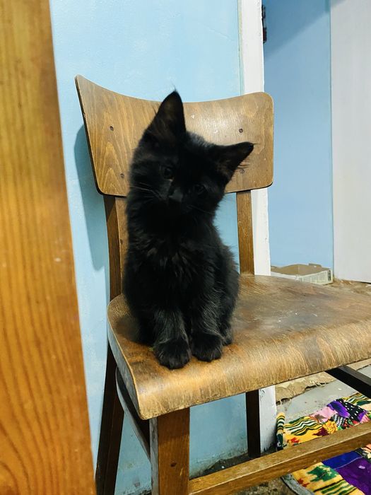 Mushuk bolasi tekinga