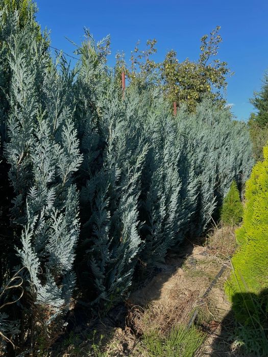 Leylandi/Laur/Photinia/Thuia