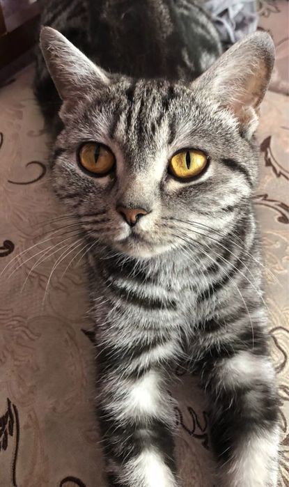 отдам кошку в добрые руки