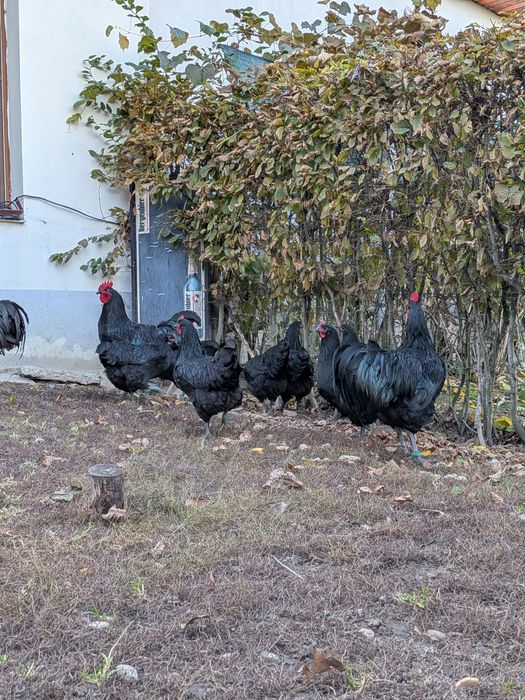 Cocoși Austrlorp negru și la schimb