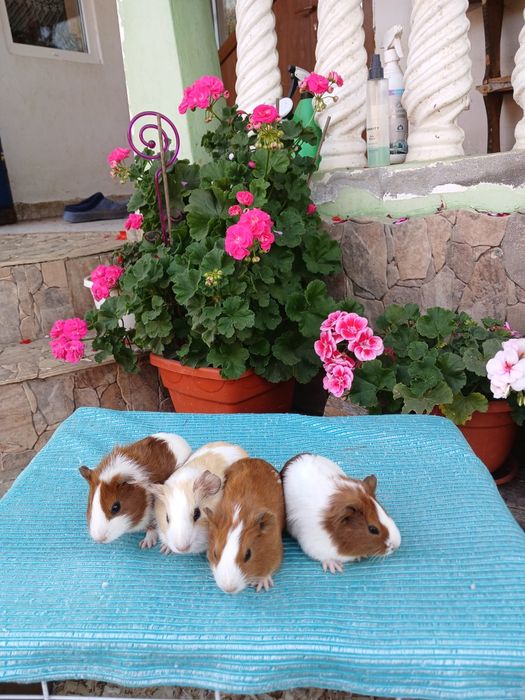 Porcușori de Guineea pui
