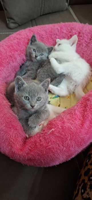 Котята. Скотиш Фолд, Страйт