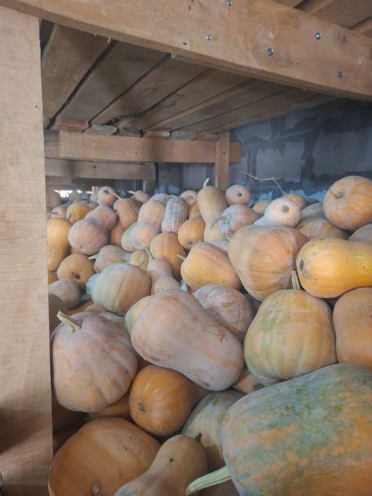 Продам тыкву мантную