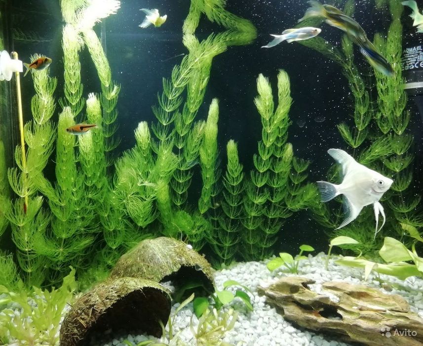 Продажа рыбок в аквариум