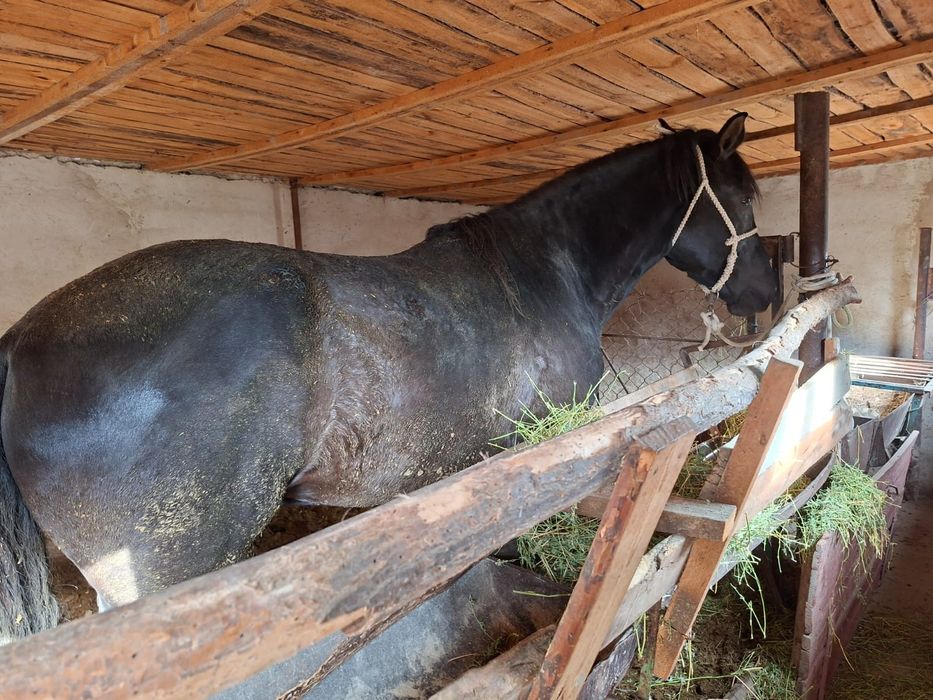 Айғыр 3 жас дөнен сатылады