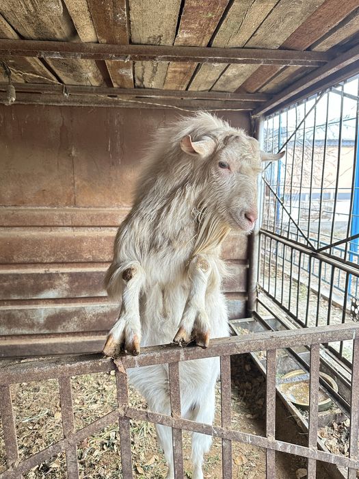 Теке сатылады. Түркістан