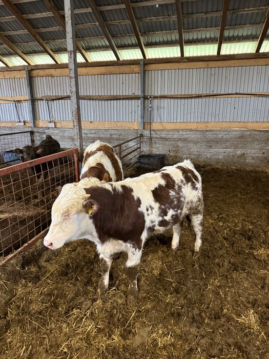 Vând viței 200-320 kg aproximativ