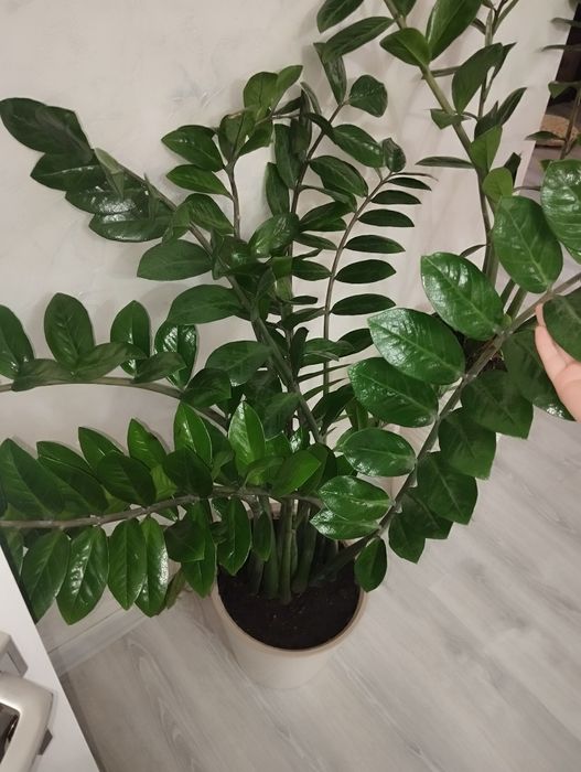 Продам замиокулькас гигант