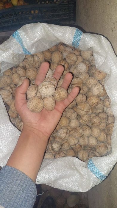 Орехи жанғақтар местный