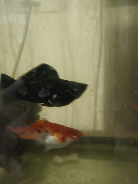 Большие беременные самки