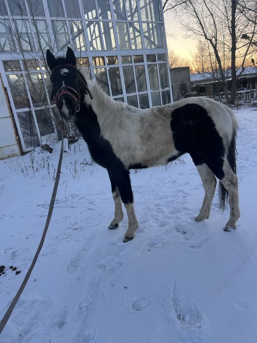 Продам 1.5 тай обученый