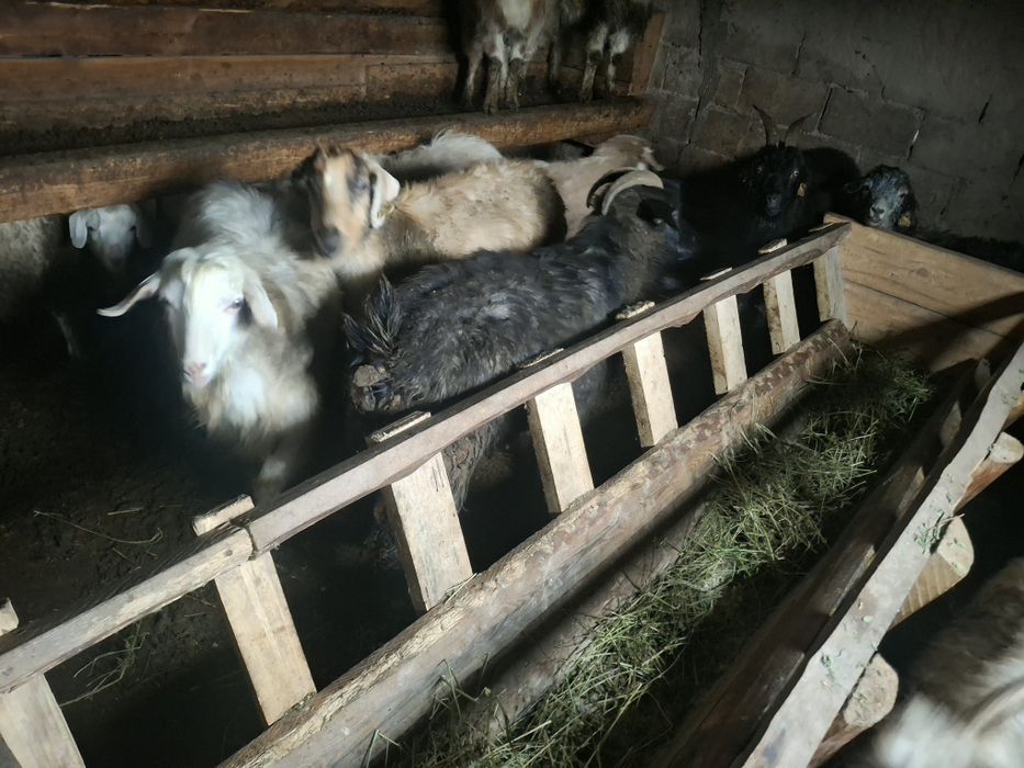 Продам коз 11 штук