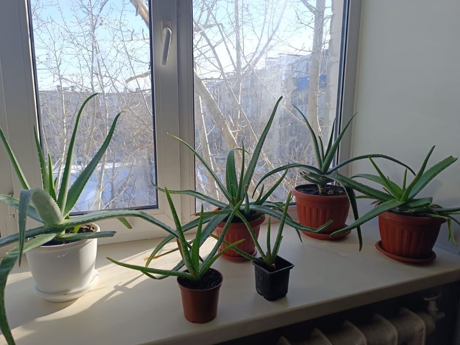 Продам цветы Алоэ вера