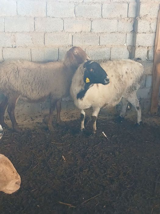 Qōy qirg'iz sotiladi