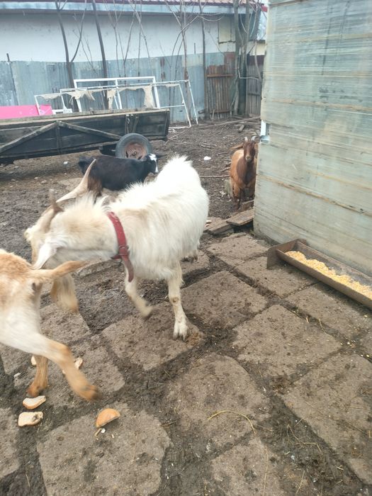 De Vânzare Țap Sanen sau variante