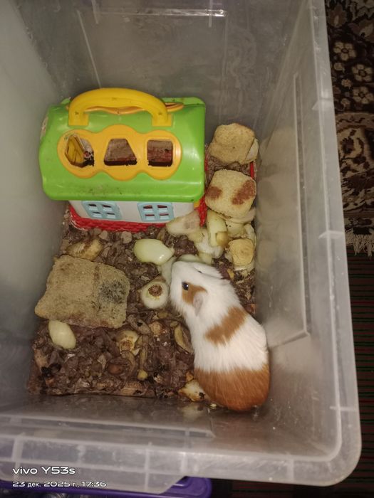 Hamyak sotiladi 180000