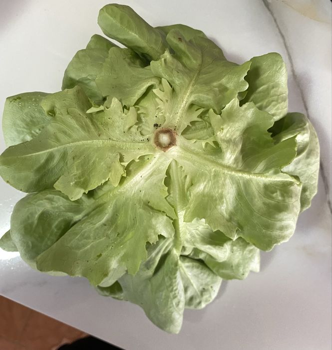 Salata verde touareg