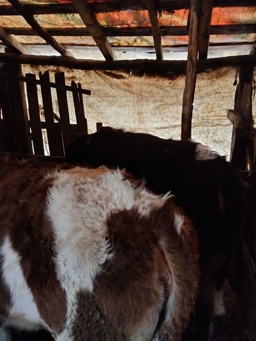 Vind vitale bălțate