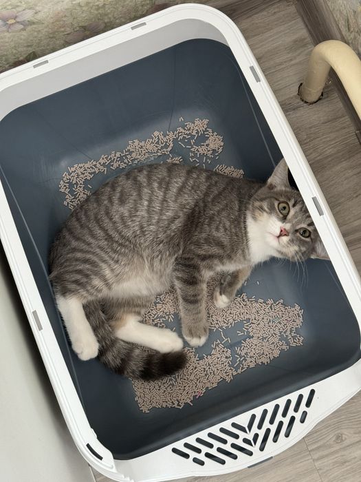 отдам котенка в хорошие руки