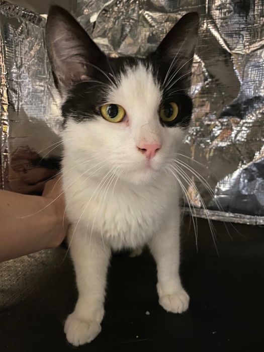 Котенце момче 6 мес