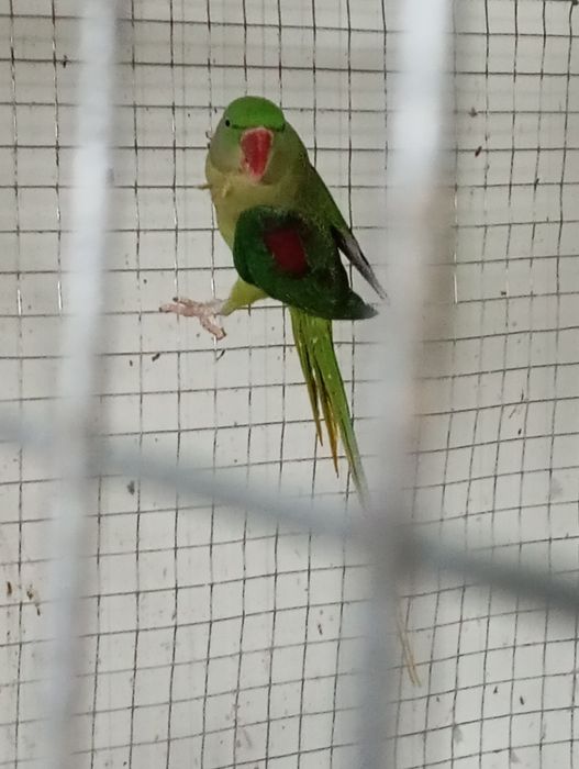 Papagal marele Alexandru