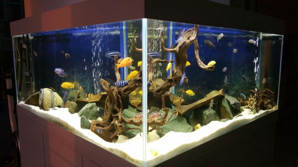 Construim la comandă acvariu de apă dulce și marin de dimensiuni mari.