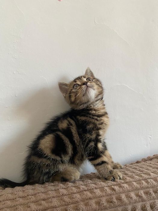 Продам котят породистых