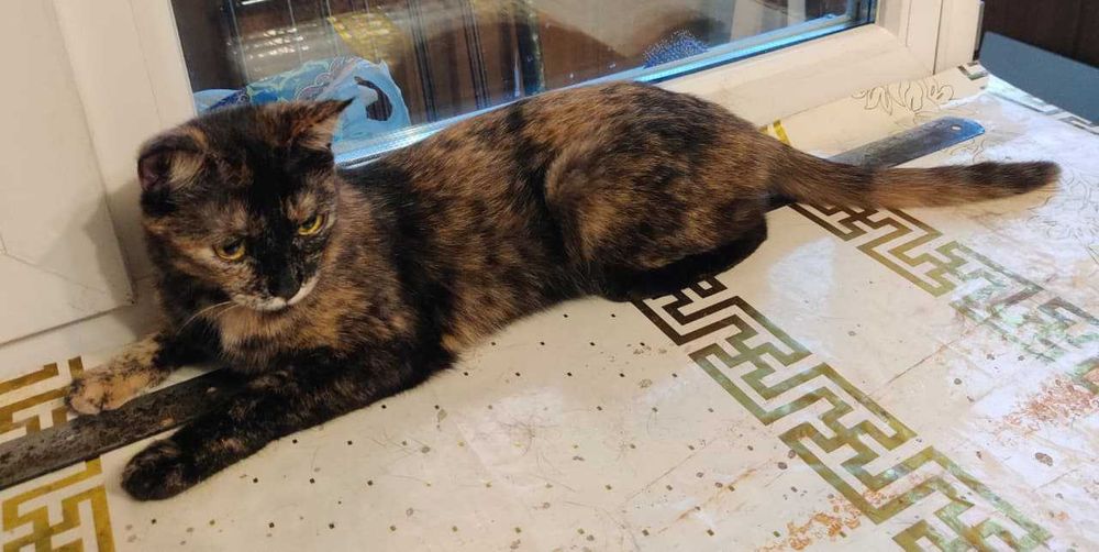 Отдам кошку в добрые руки