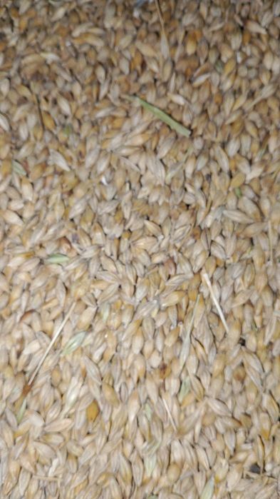 Продам на корма пшеницу