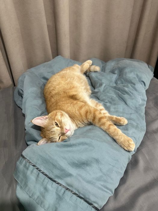 Ищем дом для кота