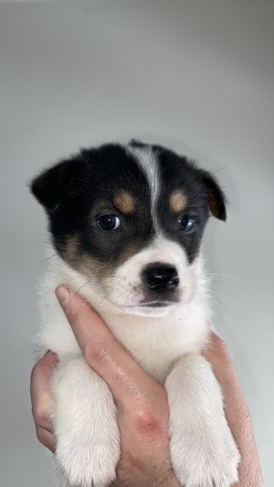 Отдам щенка девочку