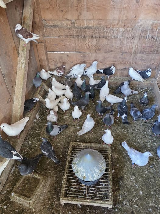 Porumbei voiajori  albi si colorati