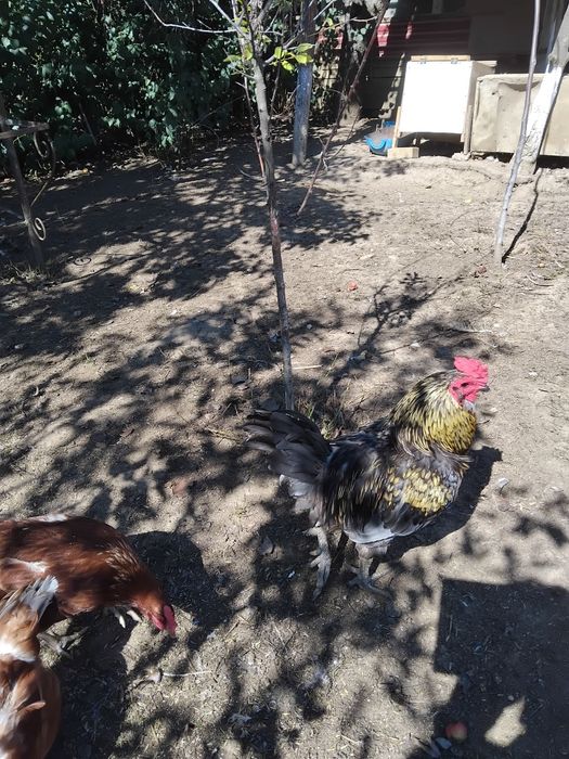 Vind cocosi araucana si ameraucana