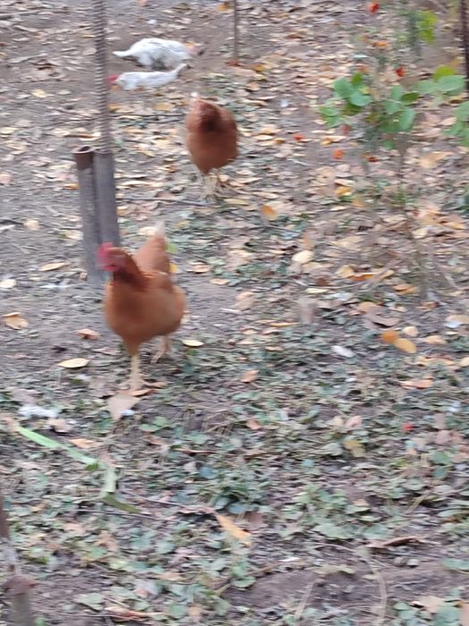 Яйца от домашних кур