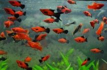 Животные,рыбки,аквариумистика