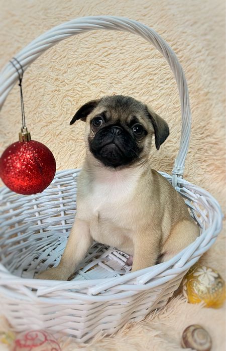 Продам Щенков мопса