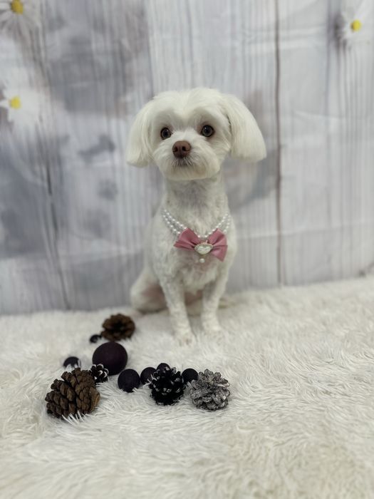 Toaletaj canin profesional – Salon Animed Pro | Drumul Taberei