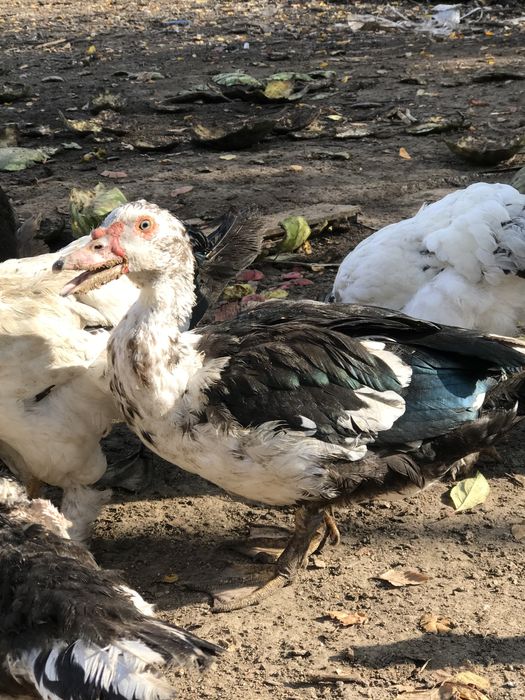 Продаются индоутки