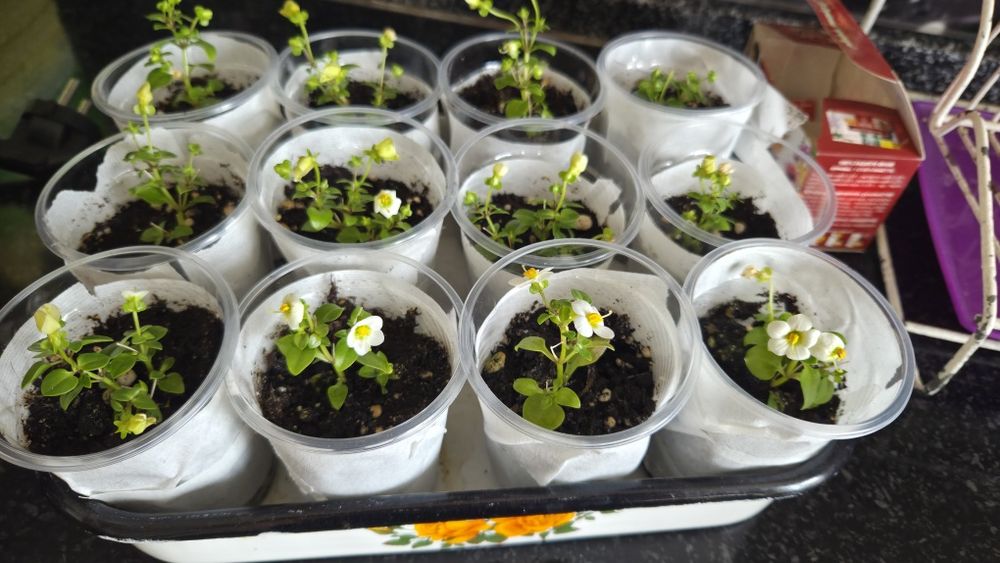 Комнатные цветы  экзакум