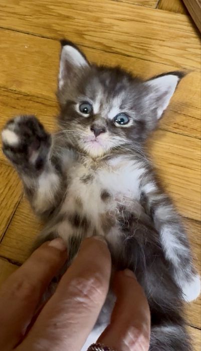 Maine Coon cu pedigree