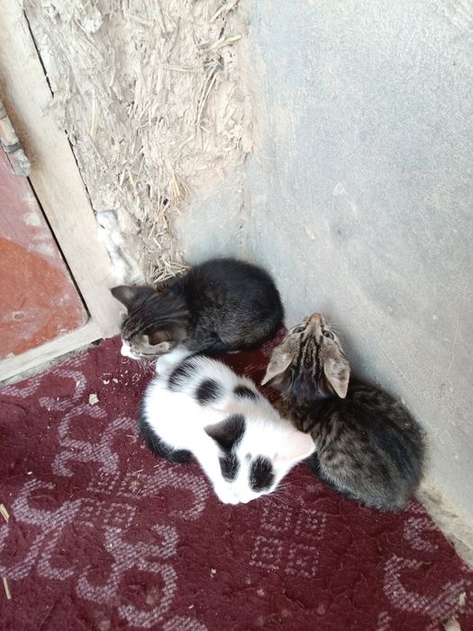 Sogʻlom yaxshi muskuk bolalari