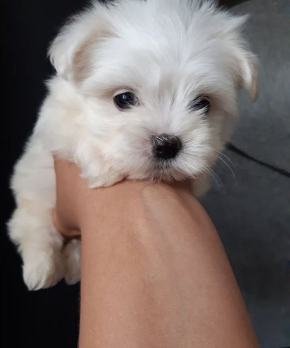 Мини Малтийска болонка